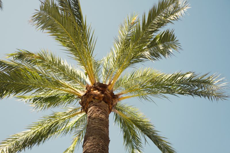 Plant Tree Service