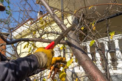 Plant Tree Service
