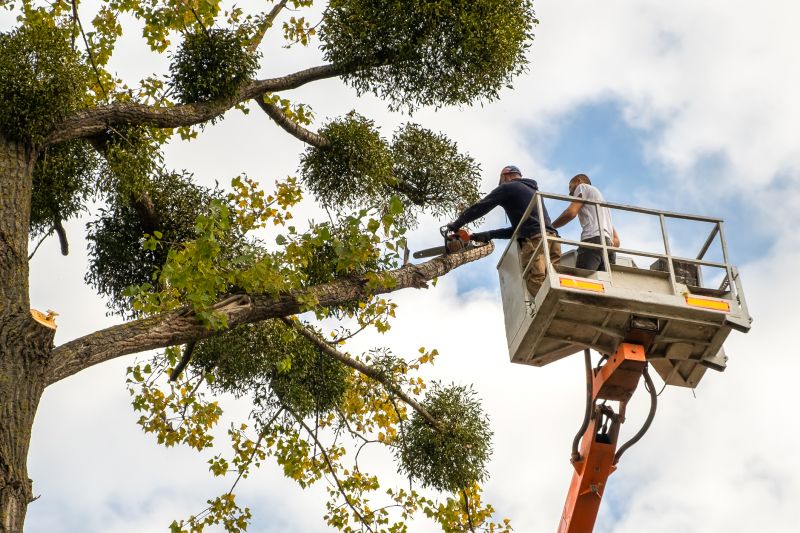 Plant Tree Service