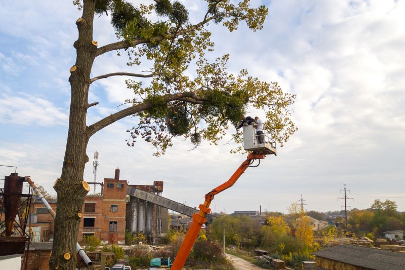 Plant Tree Service