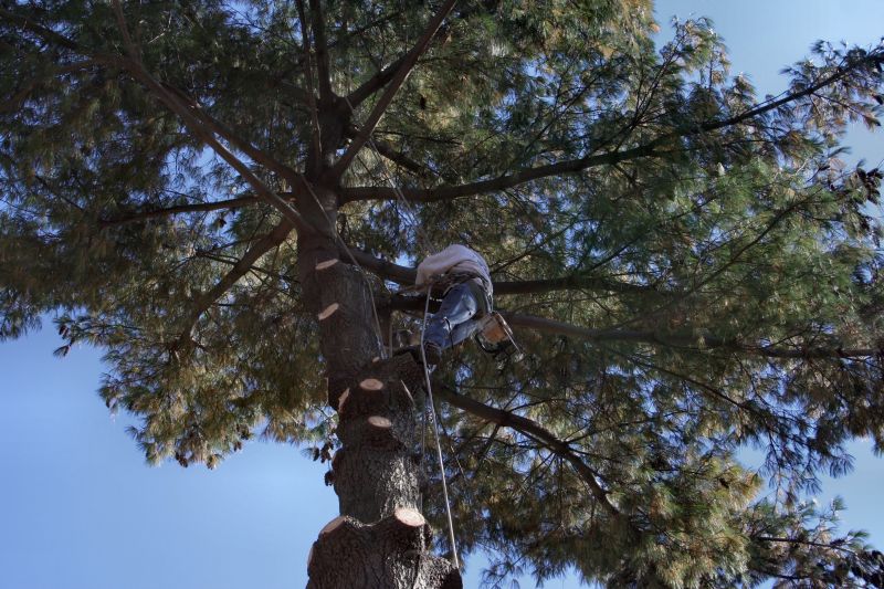 Tree Trimming and Pruning