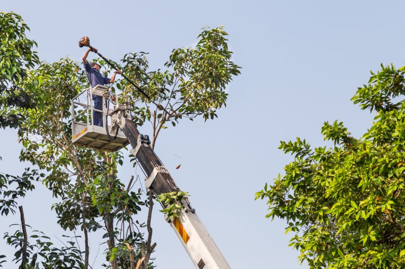 Plant Tree Service