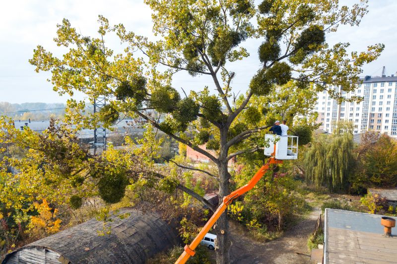 Plant Tree Service
