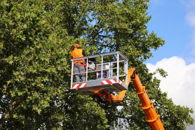 Plant Tree Service