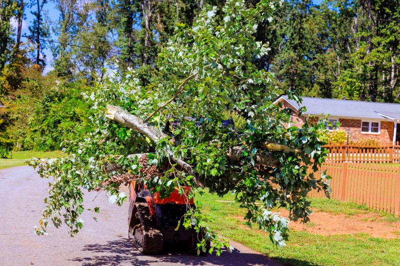 Plant Tree Service