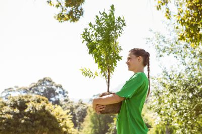 Plant Tree Service