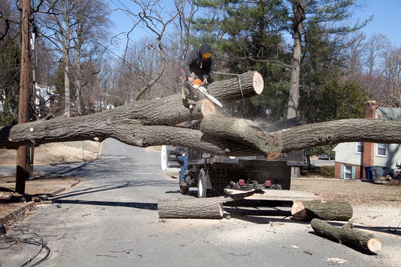 Tree Care Companies