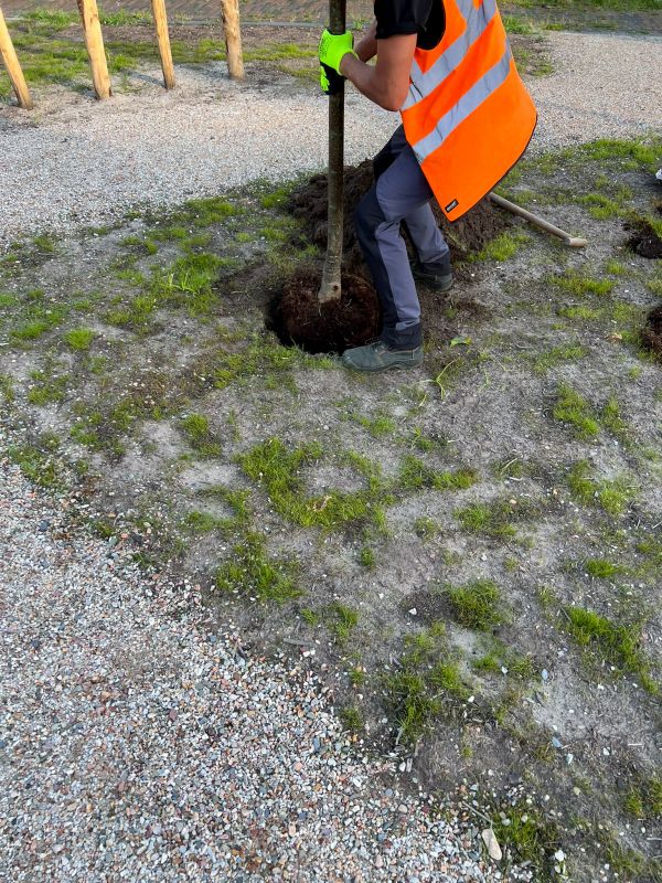 Plant Tree Service