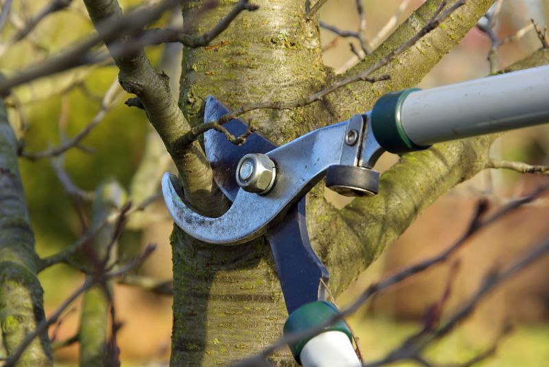 Pruning and Trimming Equipment